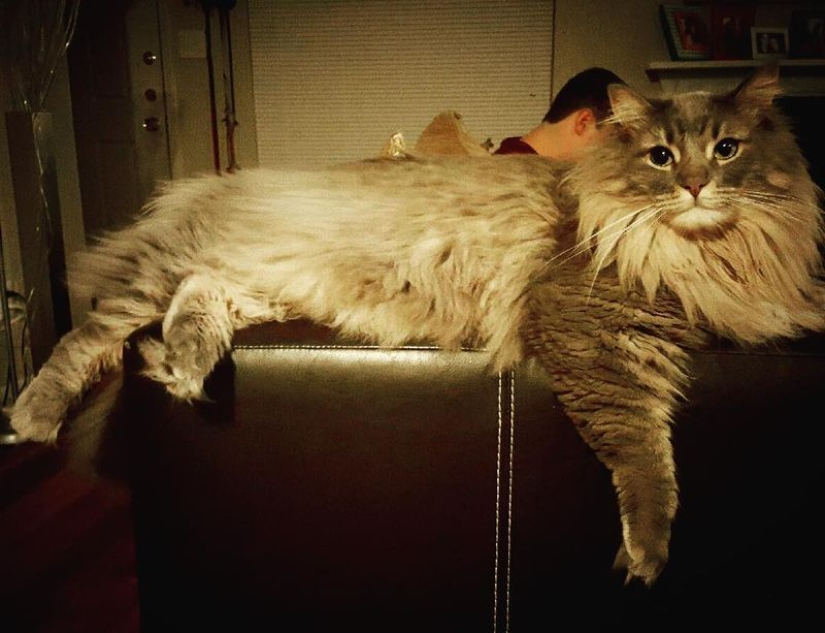 16 Maine Coon, compared with which your cat will look tiny 16 Maine Coon, compared with which your cat will look tiny