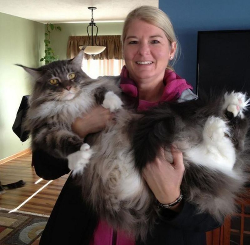16 Maine Coon, compared with which your cat will look tiny 16 Maine Coon, compared with which your cat will look tiny