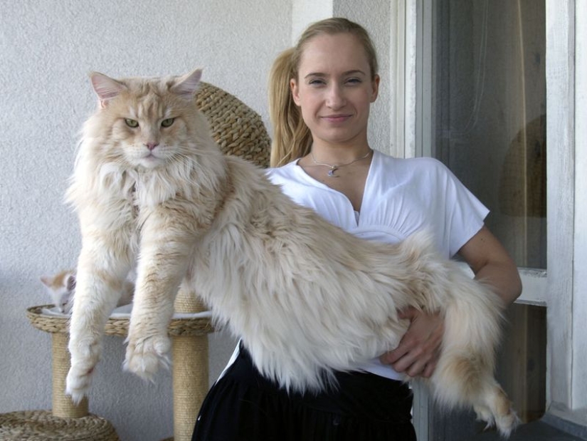 16 Maine Coon, compared with which your cat will look tiny 16 Maine Coon, compared with which your cat will look tiny