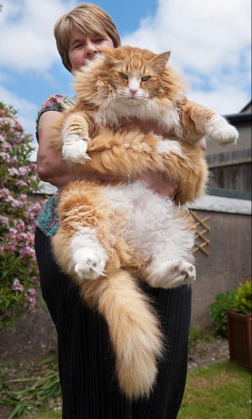 16 Maine Coon, compared with which your cat will look tiny 16 Maine Coon, compared with which your cat will look tiny