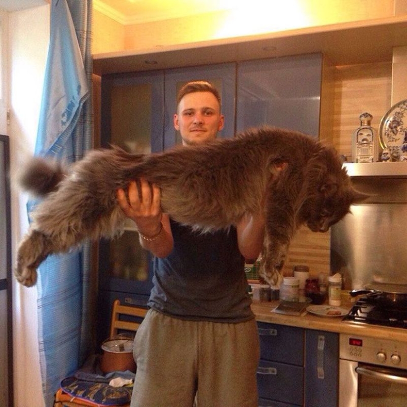 16 Maine Coon, compared with which your cat will look tiny 16 Maine Coon, compared with which your cat will look tiny