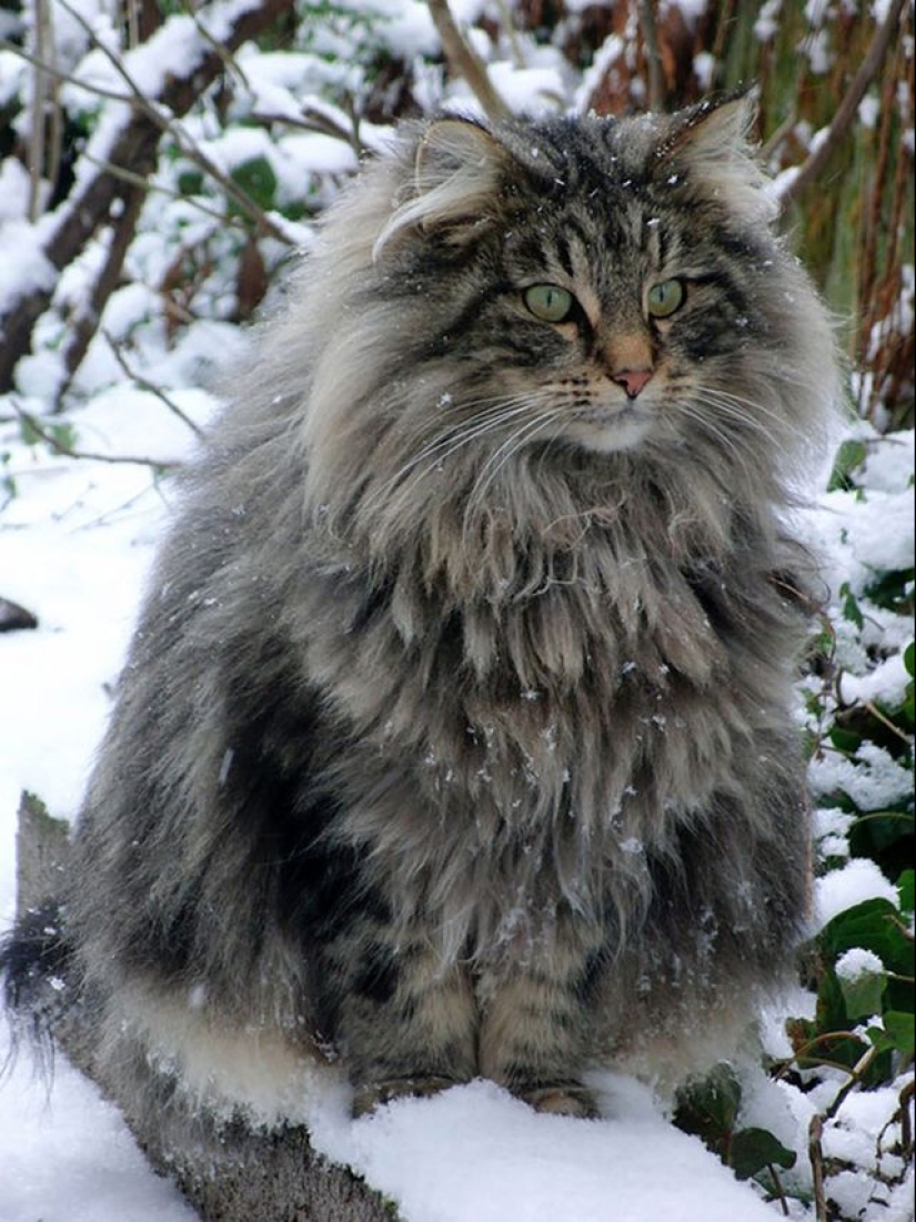 16 Maine Coon, compared with which your cat will look tiny 16 Maine Coon, compared with which your cat will look tiny