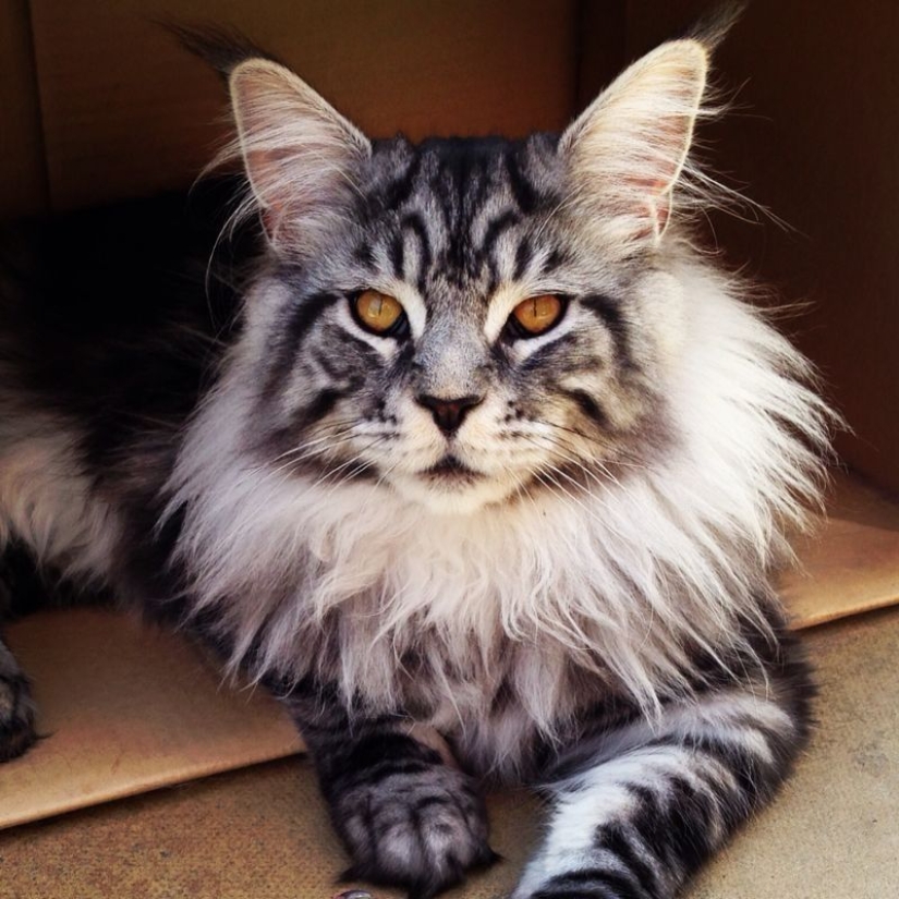 16 Maine Coon, compared with which your cat will look tiny 16 Maine Coon, compared with which your cat will look tiny