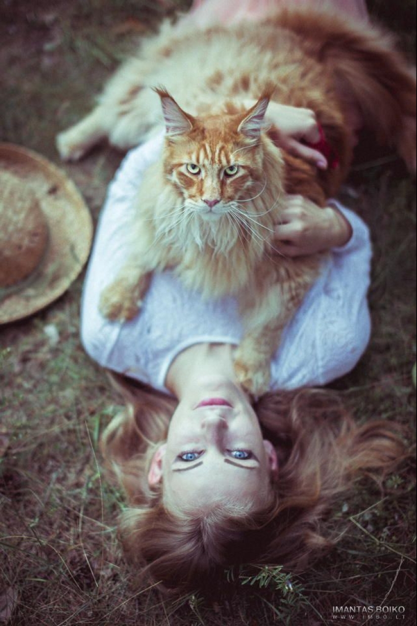 16 Maine Coon, compared with which your cat will look tiny 16 Maine Coon, compared with which your cat will look tiny