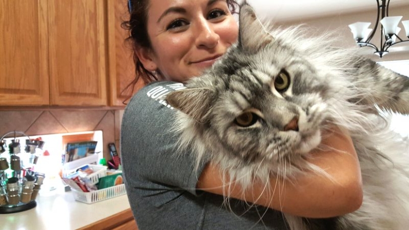 16 Maine Coon, compared with which your cat will look tiny 16 Maine Coon, compared with which your cat will look tiny