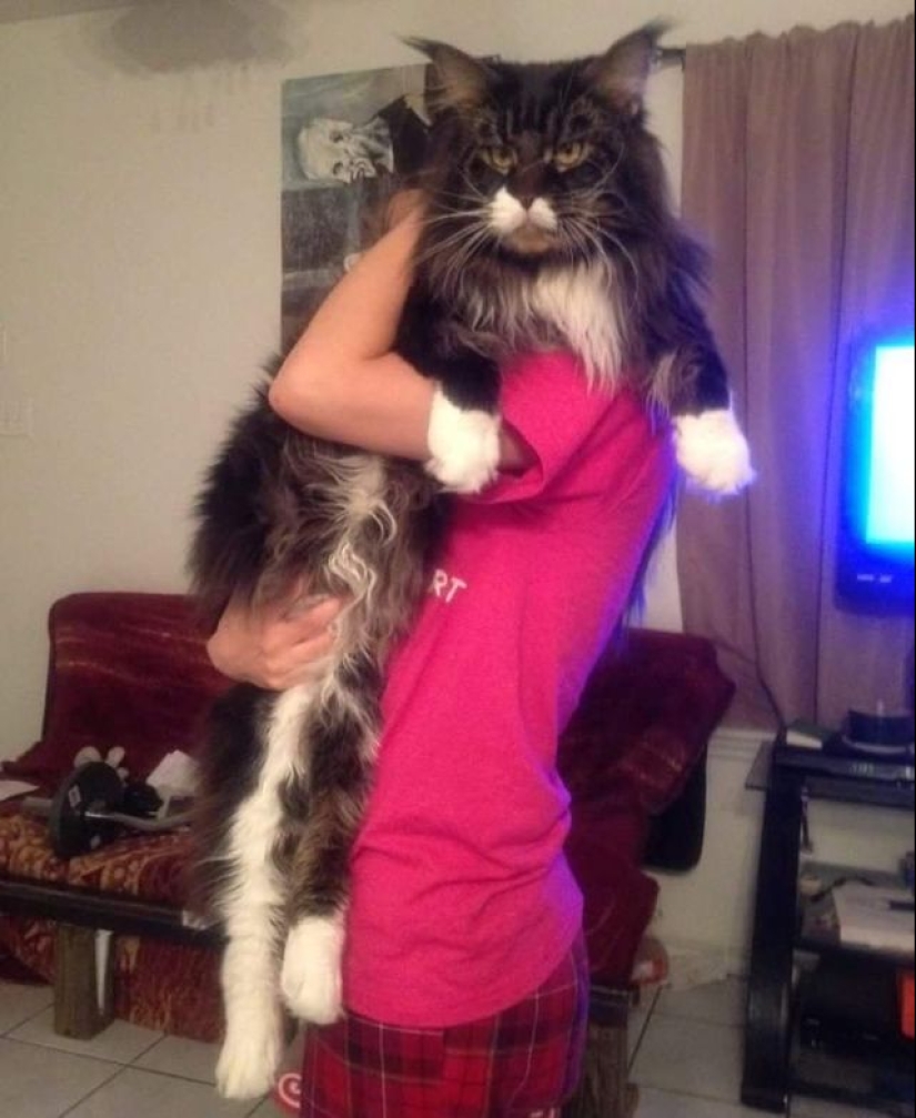 16 Maine Coon, compared with which your cat will look tiny 16 Maine Coon, compared with which your cat will look tiny