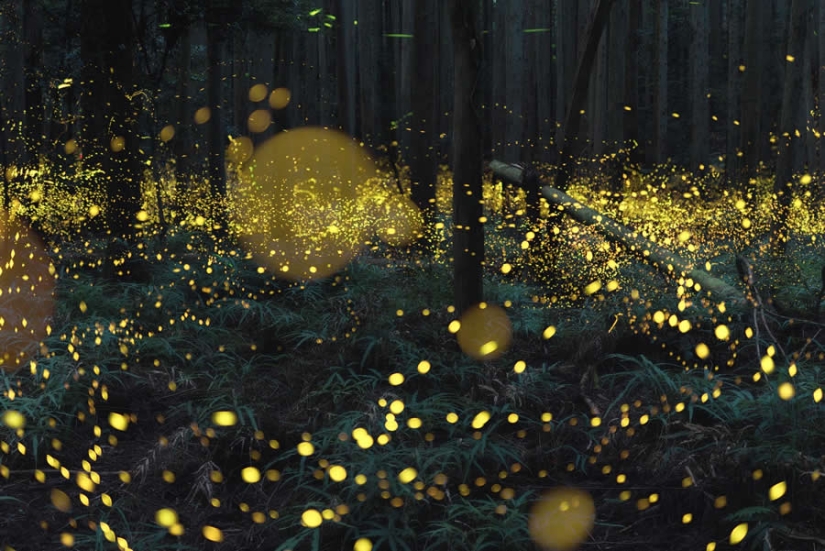 16 Outstanding Nature Winners from the 1839 Photographer of the Year Awards