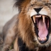17 animales que están matando a nosotros 17 animales que están matando a nosotros