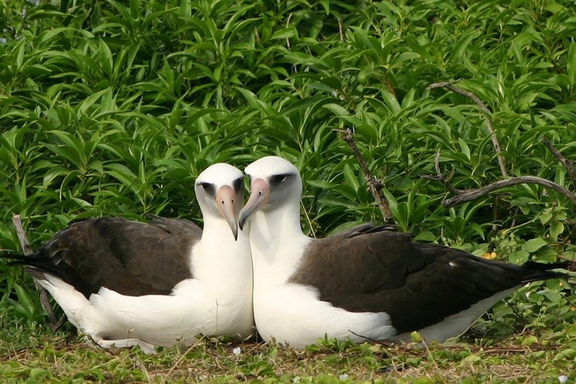 17 animales que forman parejas más felices y armoniosas que los humanos