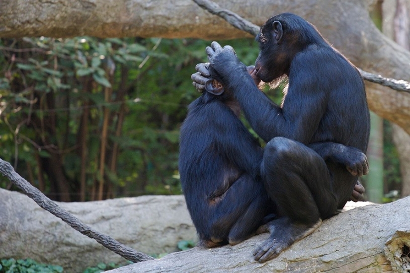 17 animales que forman parejas más felices y armoniosas que los humanos