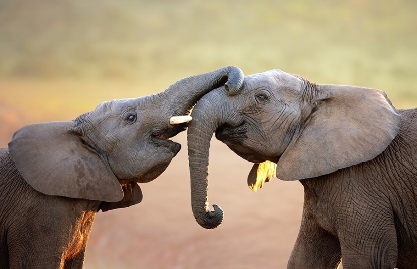 17 animales que forman parejas más felices y armoniosas que los humanos