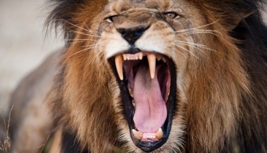17 animals who are killing us 17 animals who are killing us