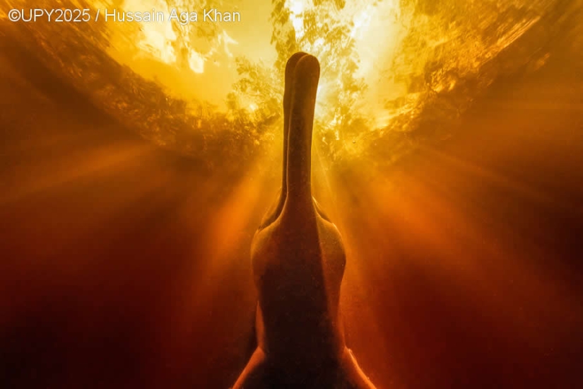 17 Breathtaking Winning Photos from the 2025 Underwater Photographer of the Year