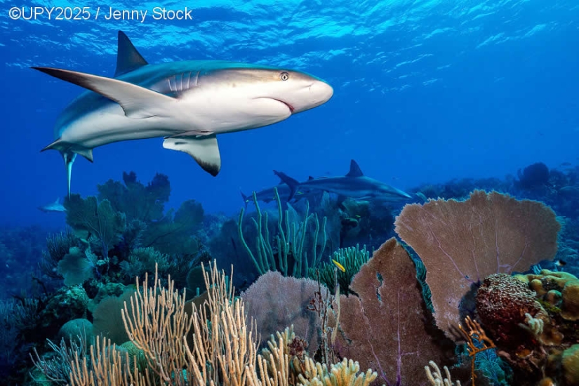 17 Breathtaking Winning Photos from the 2025 Underwater Photographer of the Year