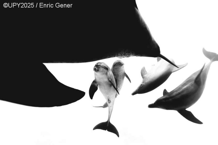 17 Breathtaking Winning Photos from the 2025 Underwater Photographer of the Year