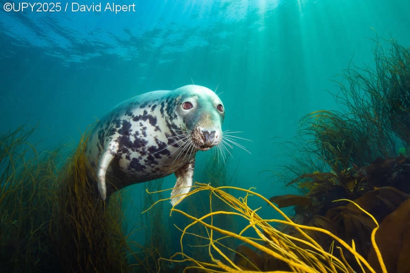 17 Breathtaking Winning Photos from the 2025 Underwater Photographer of the Year