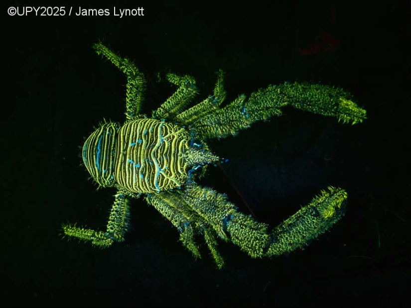 17 Breathtaking Winning Photos from the 2025 Underwater Photographer of the Year