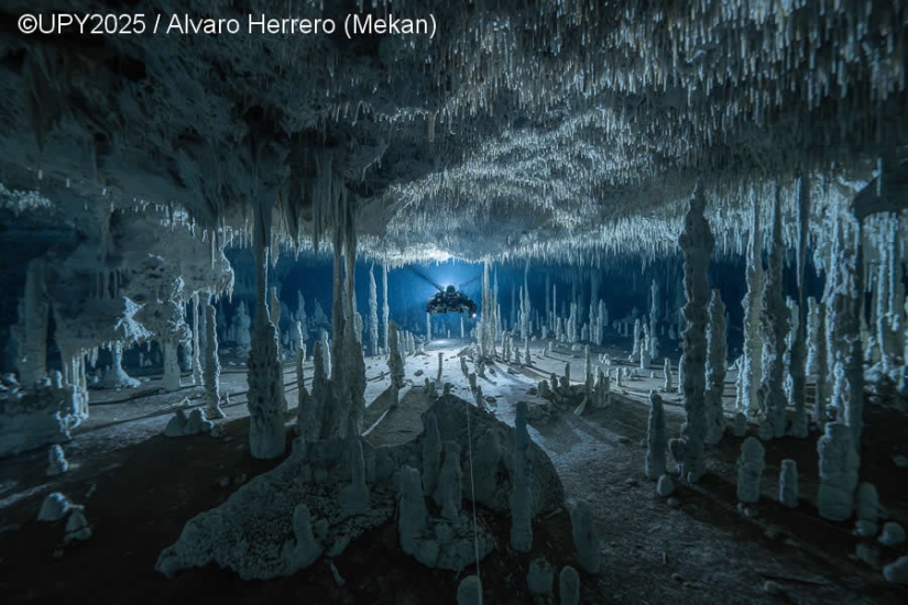 17 Breathtaking Winning Photos from the 2025 Underwater Photographer of the Year