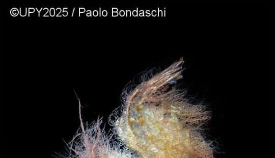 17 Breathtaking Winning Photos from the 2025 Underwater Photographer of the Year 17 Breathtaking Winning Photos from the 2025 Underwater Photographer of the Year