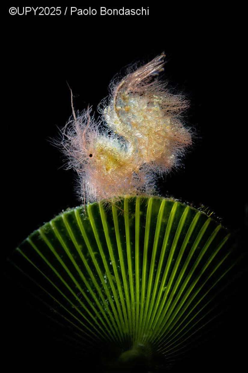 17 Breathtaking Winning Photos from the 2025 Underwater Photographer of the Year