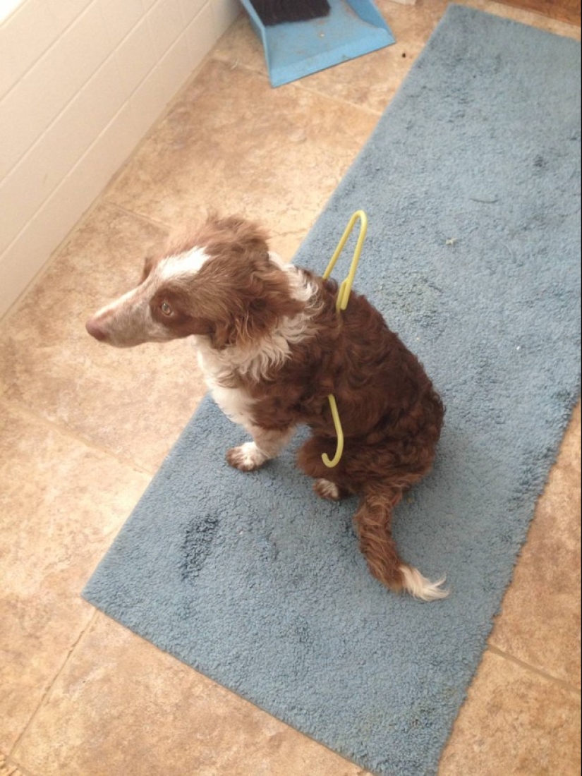17 of the funniest dog fails