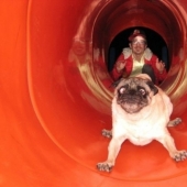 17 of the funniest dog fails 17 of the funniest dog fails