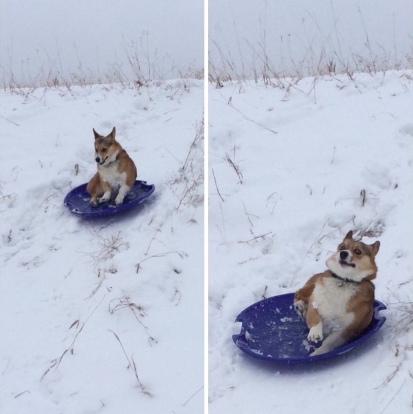 17 of the funniest dog fails