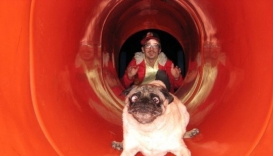 17 of the funniest dog fails 17 of the funniest dog fails