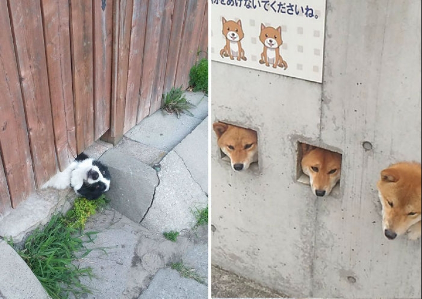 17 perros que realmente quieren decir"hola" 17 perros que realmente quieren decir"hola"