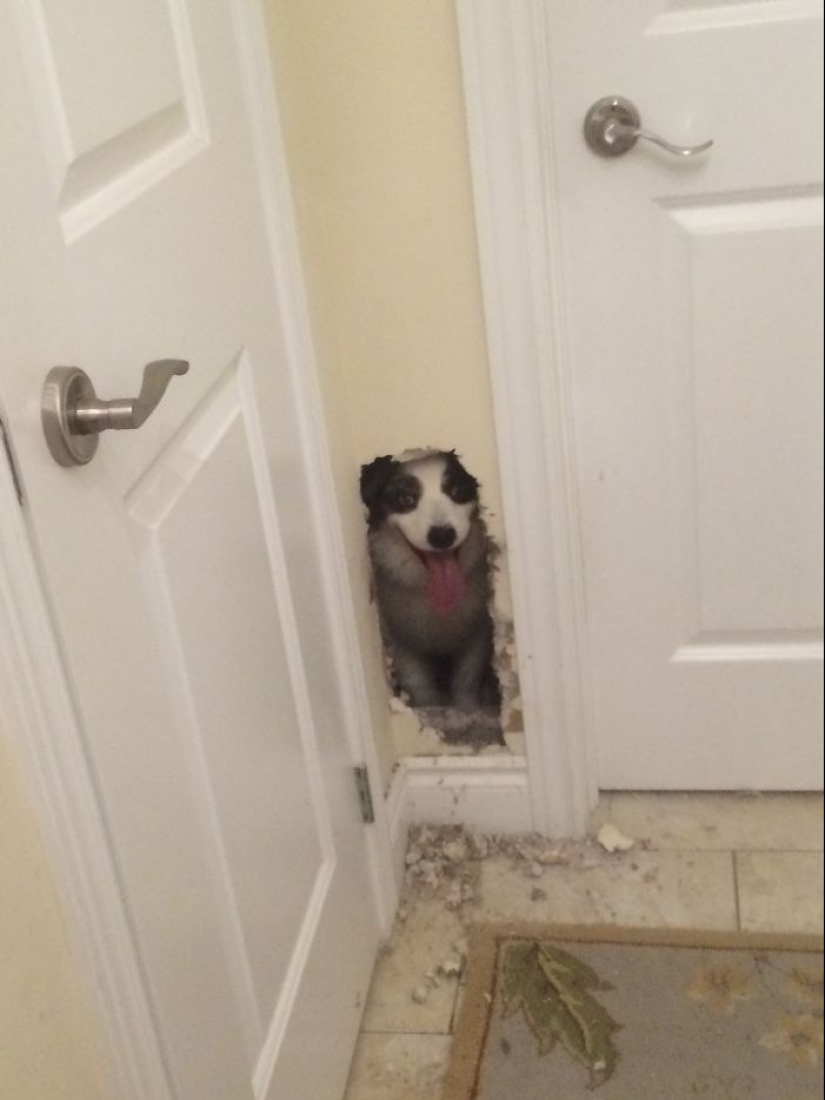17 perros que realmente quieren decir"hola" 17 perros que realmente quieren decir"hola"