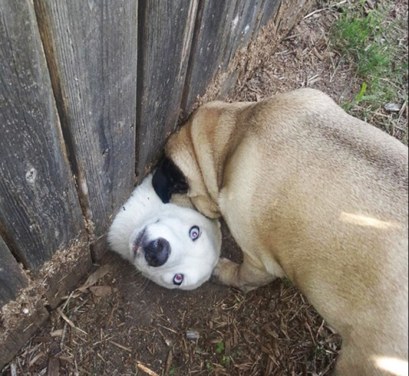 17 perros que realmente quieren decir"hola" 17 perros que realmente quieren decir"hola"