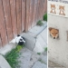 17 perros que realmente quieren decir"hola" 17 perros que realmente quieren decir"hola"
