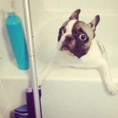 17 photos of animals that will do everything to just not wash them