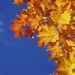 17 reasons to rejoice at the arrival of autumn 17 reasons to rejoice at the arrival of autumn