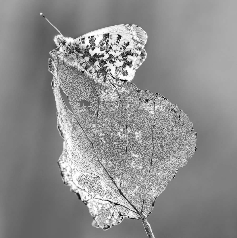 18 Award-Winning Black and White Photos From The Garden Photographer Of The Year
