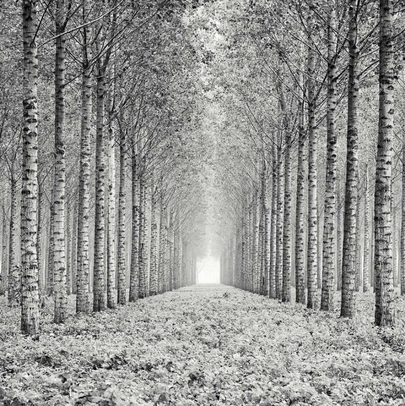 18 Award-Winning Black and White Photos From The Garden Photographer Of The Year
