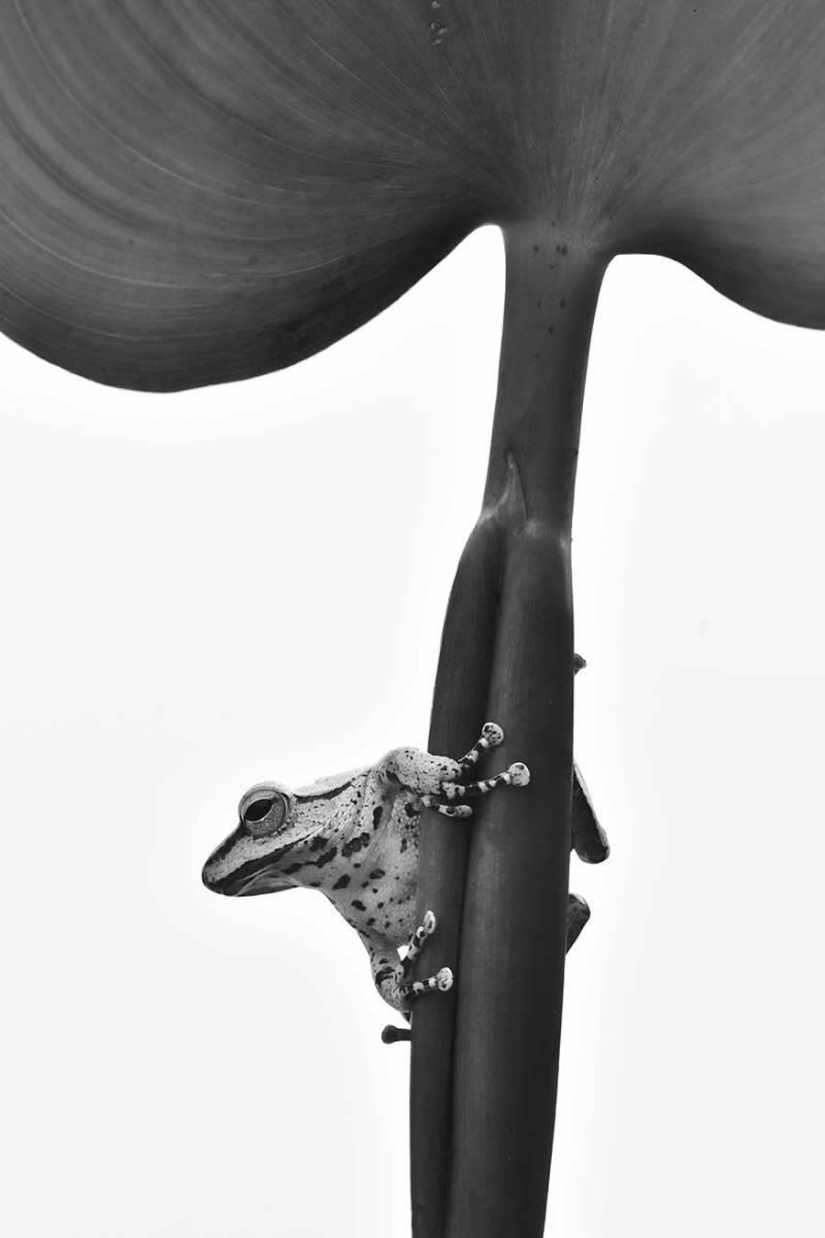 18 Award-Winning Black and White Photos From The Garden Photographer Of The Year