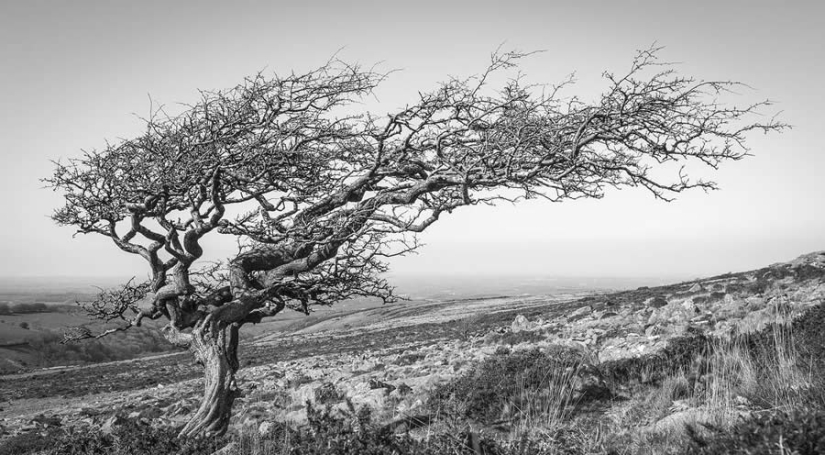 18 Award-Winning Black and White Photos From The Garden Photographer Of The Year