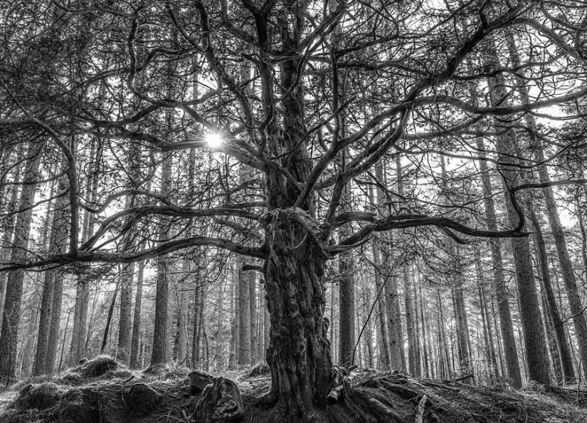 18 Award-Winning Black and White Photos From The Garden Photographer Of The Year