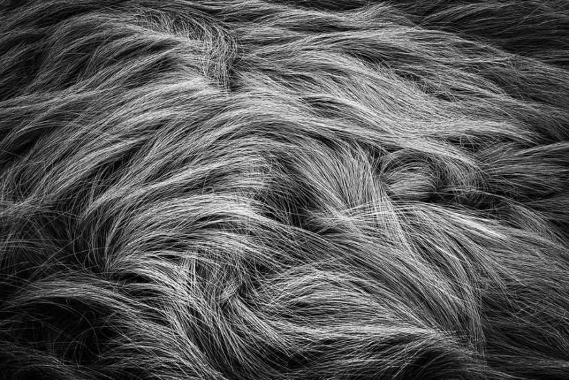 18 Award-Winning Black and White Photos From The Garden Photographer Of The Year