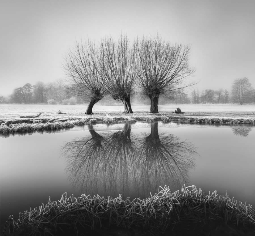 18 Award-Winning Black and White Photos From The Garden Photographer Of The Year