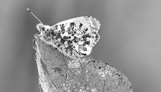 18 Award-Winning Black and White Photos From The Garden Photographer Of The Year 18 Award-Winning Black and White Photos From The Garden Photographer Of The Year