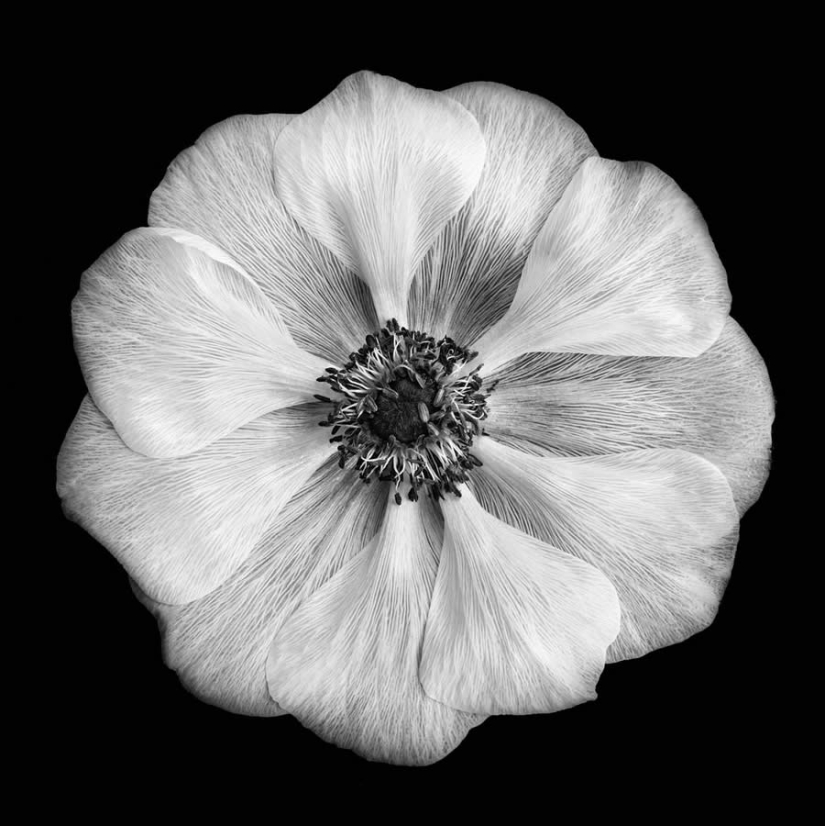 18 Award-Winning Black and White Photos From The Garden Photographer Of The Year