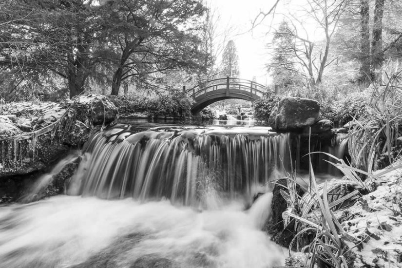 18 Award-Winning Black and White Photos From The Garden Photographer Of The Year