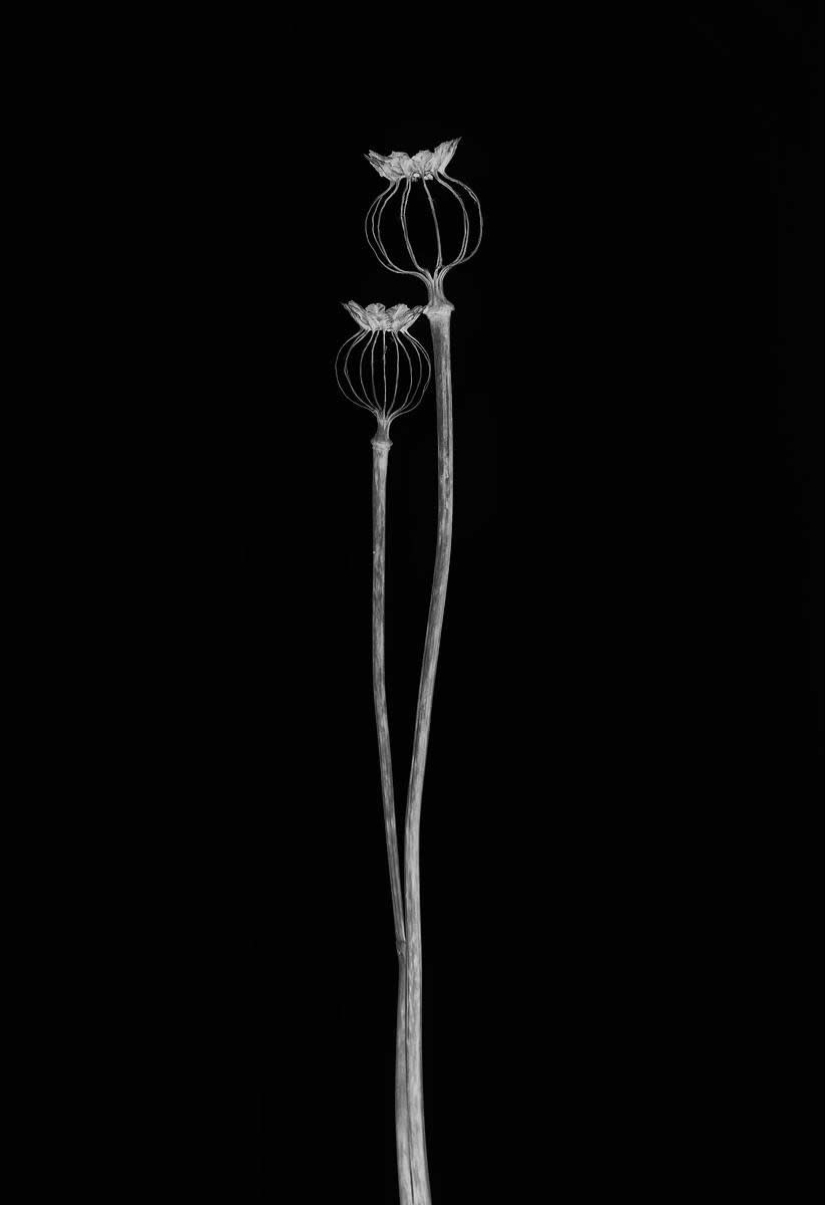 18 fotografías en blanco y negro premiadas del fotógrafo de jardines del año