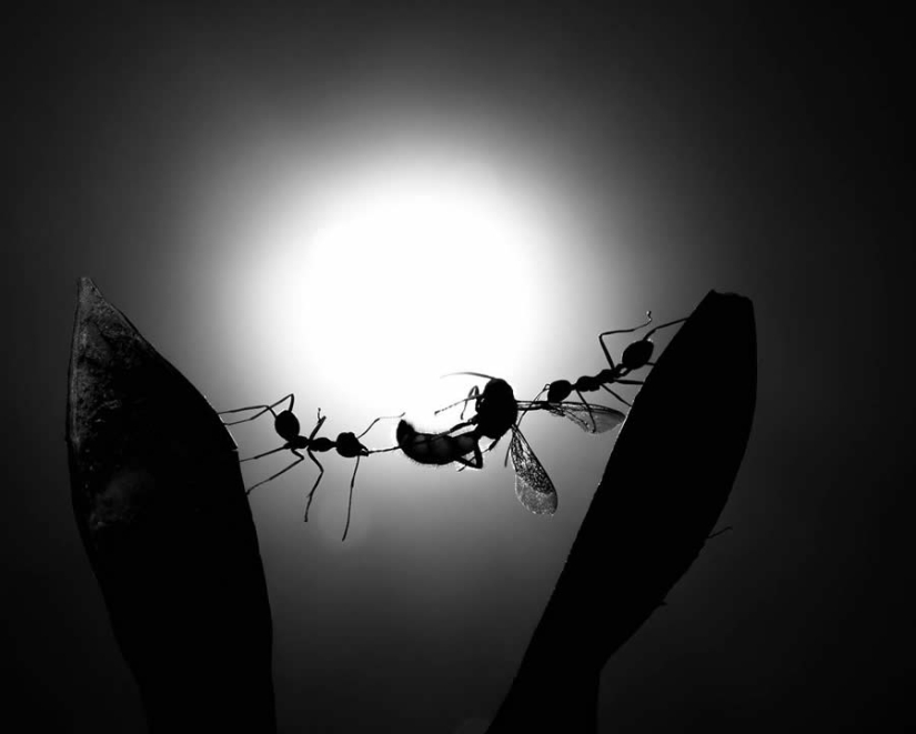 18 fotografías en blanco y negro premiadas del fotógrafo de jardines del año