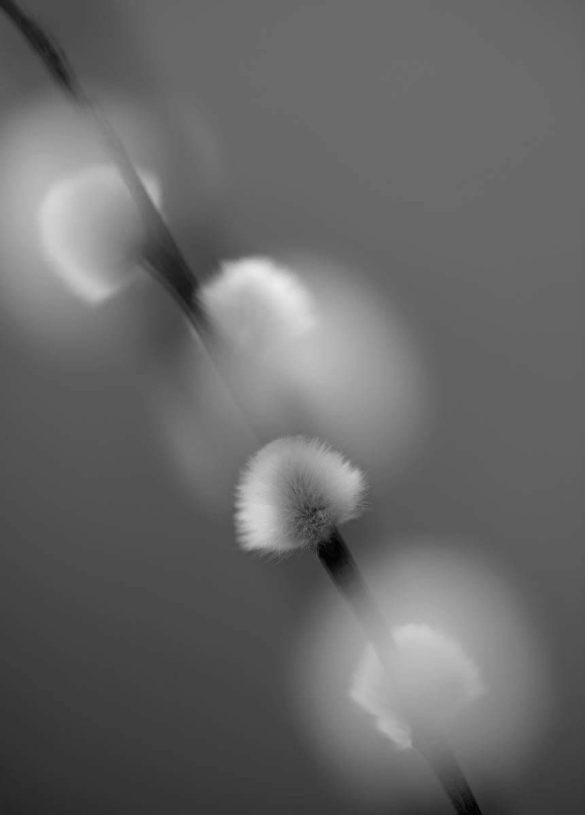 18 fotografías en blanco y negro premiadas del fotógrafo de jardines del año