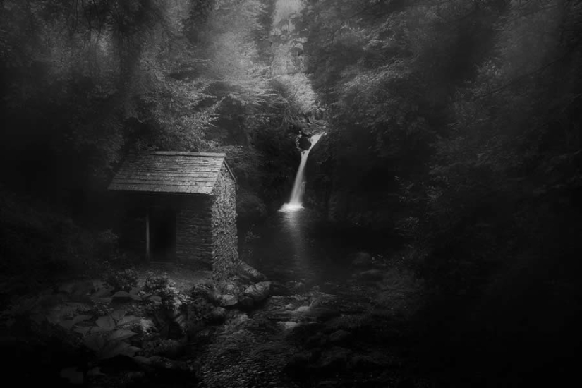 18 fotografías en blanco y negro premiadas del fotógrafo de jardines del año