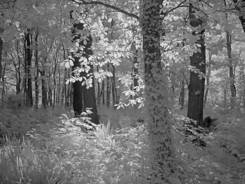 18 fotografías en blanco y negro premiadas del fotógrafo de jardines del año