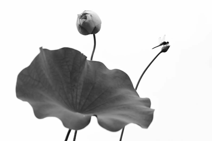 18 fotografías en blanco y negro premiadas del fotógrafo de jardines del año
